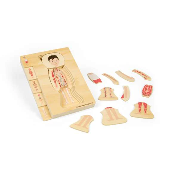 Puzzle corpo umano M