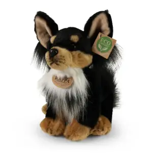 Chihuhua