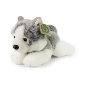 Husky cucciolo